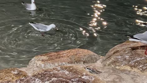 silver gulls, chroicocephalus novaehollandiae swimming in the rippling water with shimmering light reflection, flying up to the rocky shore, walking and foraging for food at downtown south brisbane