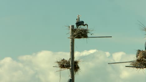 un grupo de nidos para una bandada de grandes garzas azules que anidan en un refugio de aves y cuidan a sus nuevos bebés
