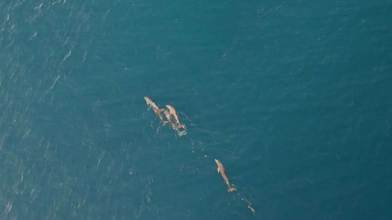 Dolphins from drone perspective in San Blas islands in Panama