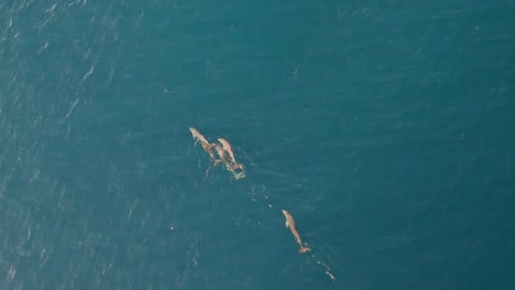 delfines desde la perspectiva de un avión no tripulado en las islas san blas en panamá