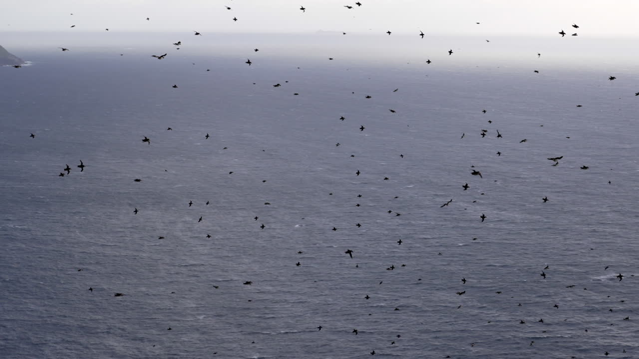 바다를 배경으로 노르웨이 해안에서 날아가는 수백 마리의 퍼핀, 느린 동작