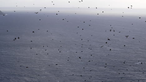cientos de frailecillos volando frente a la costa de noruega con el océano al fondo, cámara lenta