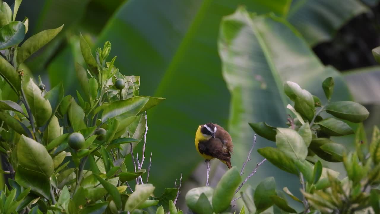 Social Flycatcher sits on a small branch in the middle of the jungle while grooming itself
