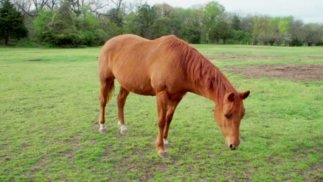 this is a shot of a beautiful horse eating grass and then posing for the camera for a glorious portrait