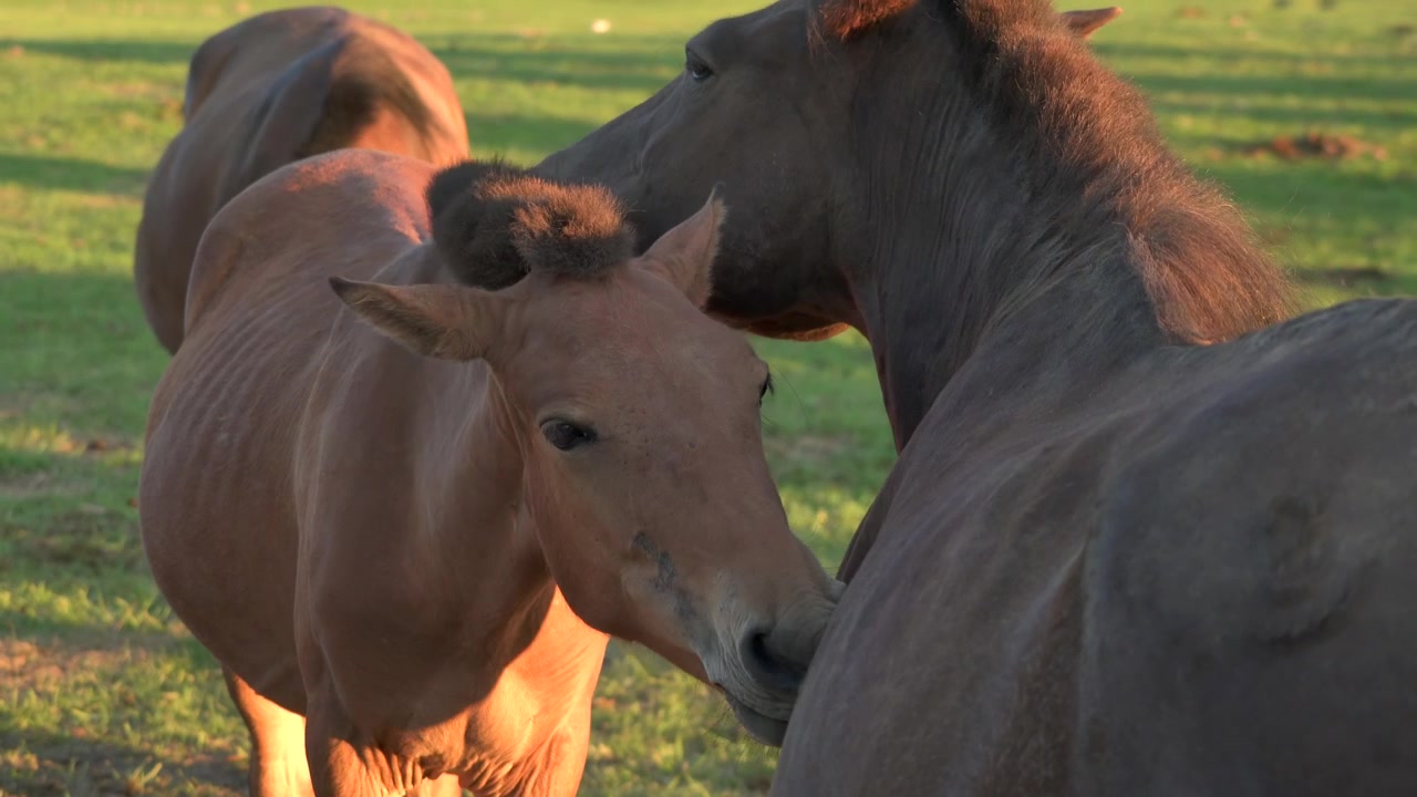 Przewalskipaarden die elkaar verzorgen in een grasveld