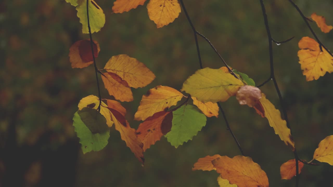 Closeup of dying leaves on a Beech tree in early Winter. Subdued lighting in misty woodland. November. UK
