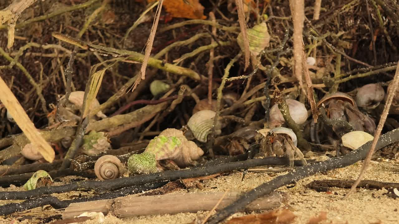 Hermit Crabs on the Beach