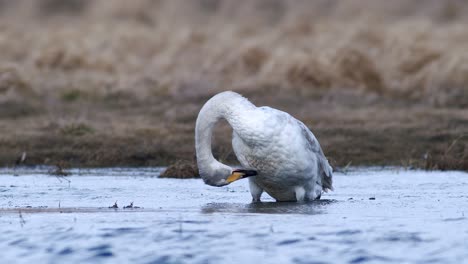 cisnes cantores durante la migración de primavera descansando en un charco de prado inundado de hierba seca