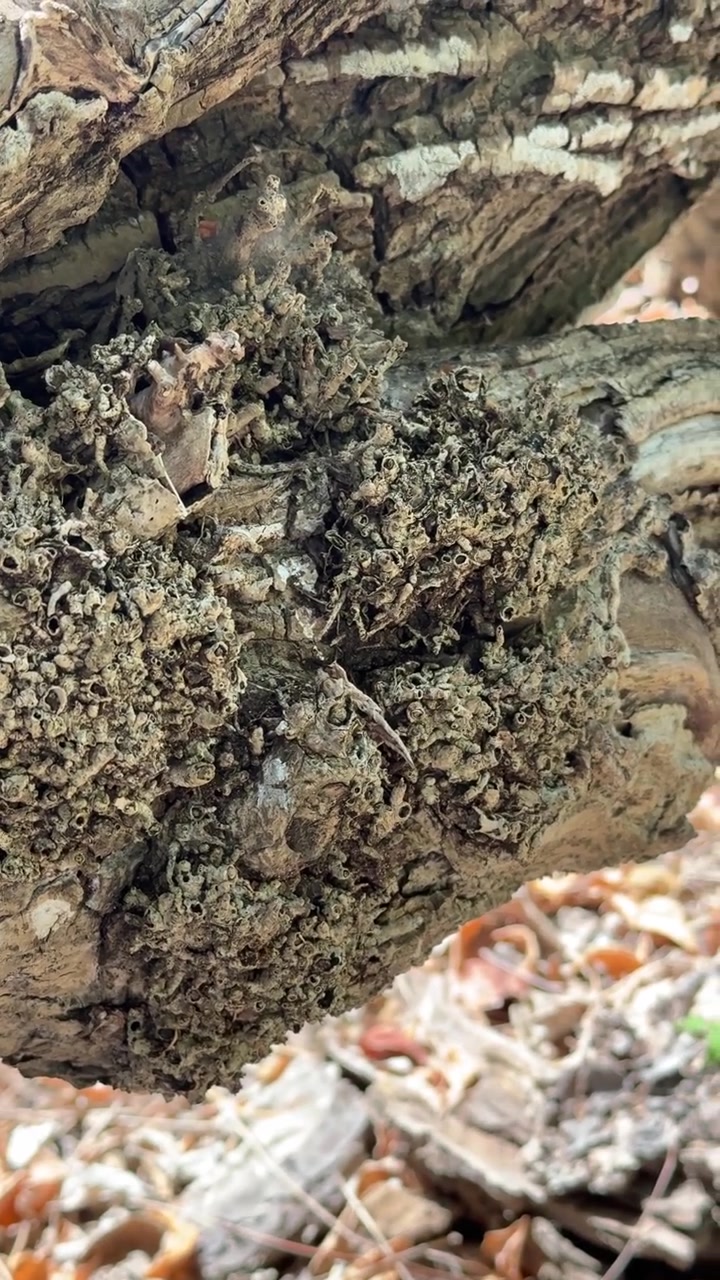 Primo piano di corteccia d'albero dalla texture marcata coperta di licheni.
