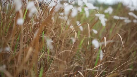 Natural-meadow-grass-swayed-by-wind-blow