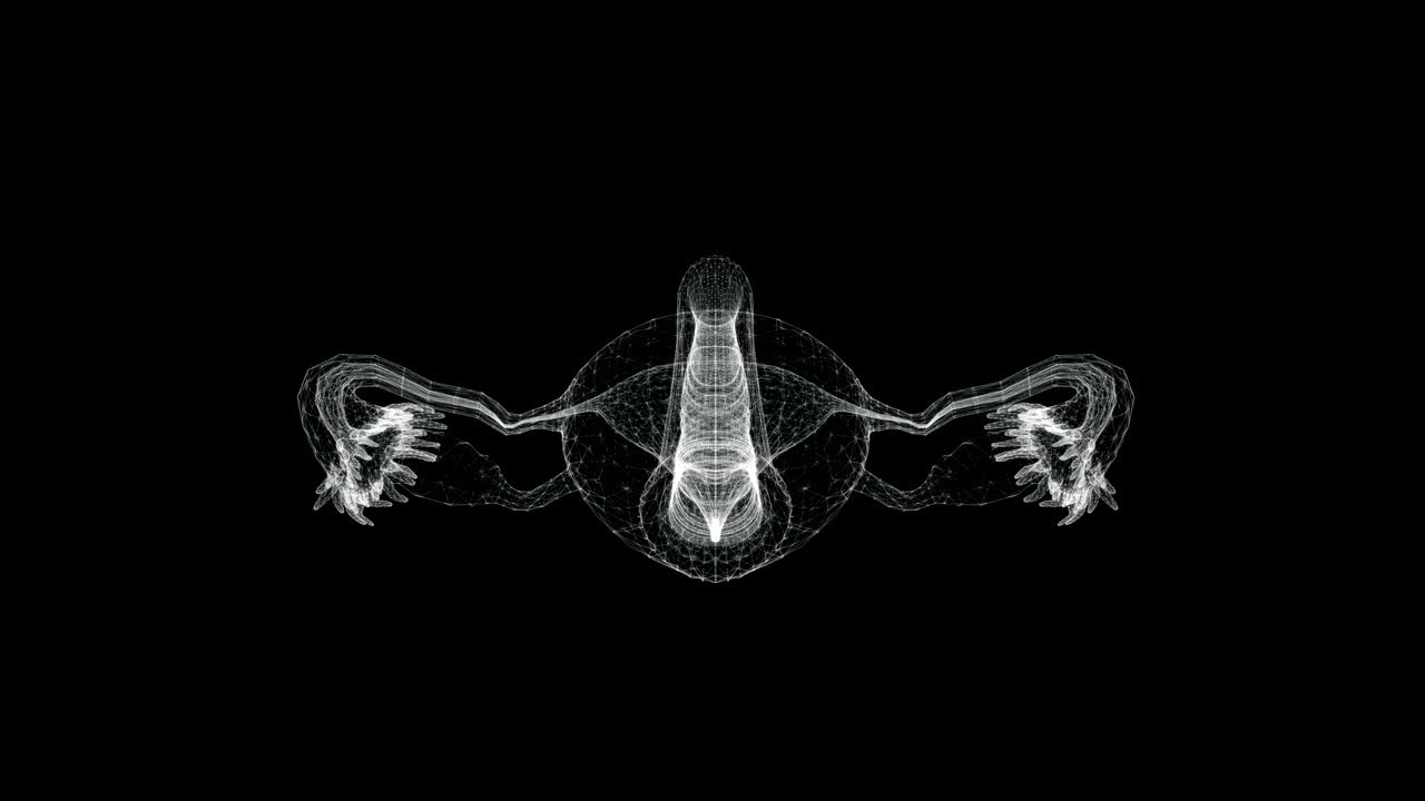 pantalla 3d del sistema reproductivo femenino en el cuerpo humano - bucle