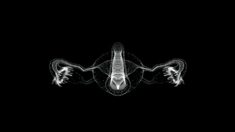 pantalla 3d del sistema reproductivo femenino en el cuerpo humano - bucle