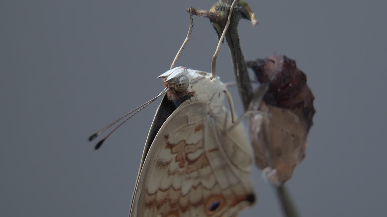 번데기 또는 번데기에서 나온 후 나뭇가지에 나비를 닫습니다.
