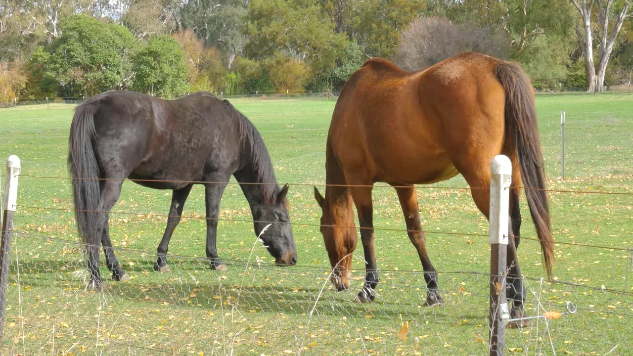 柵の近くの農場の馬