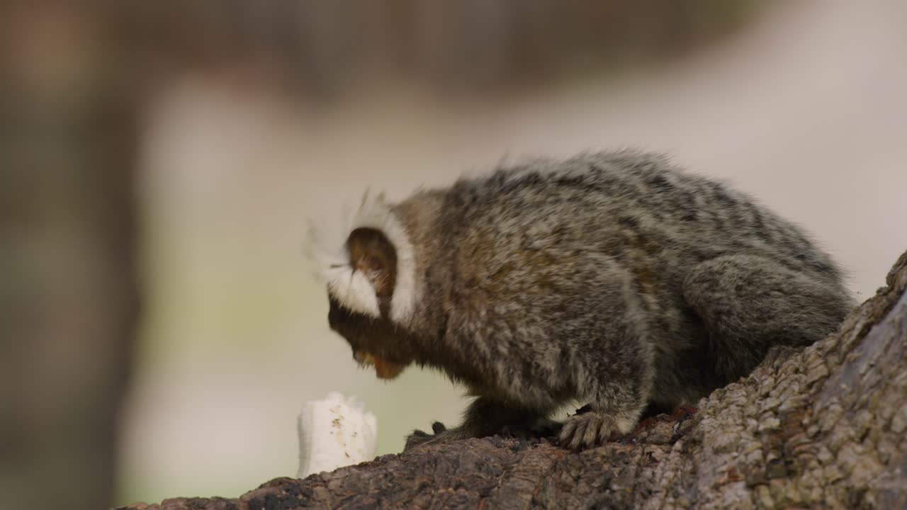 자연에서 야외에서 바나나를 먹는 나뭇가지에 카푸친 원숭이의 총을 닫습니다