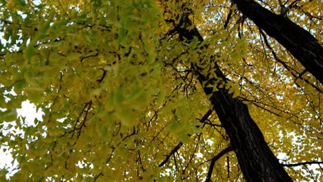 yellow golden foliage of a tree during fall season