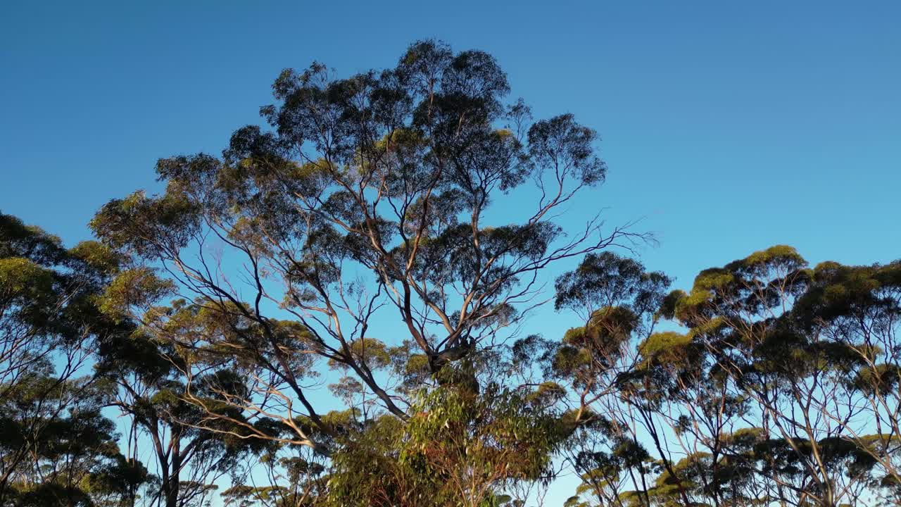 Salmon gum forest or Eucalyptus salmonophloia trees, Western Australia