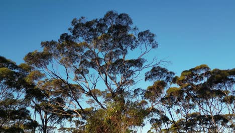 salmon gum forest or eucalyptus salmonophloia trees, western australia