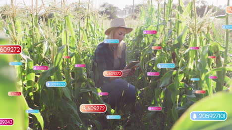 woman kneeling between corn stalks, analyzing floating data icons on tablet showing agri tech