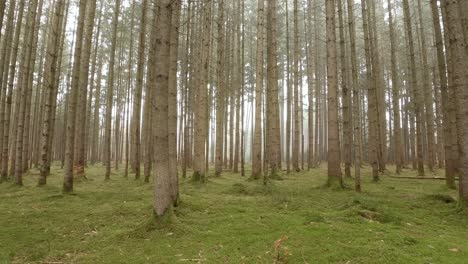 view through green mossy tree trunks in a bright forest while a hiker is wanking through the wooden landscape enjoying the fresh air