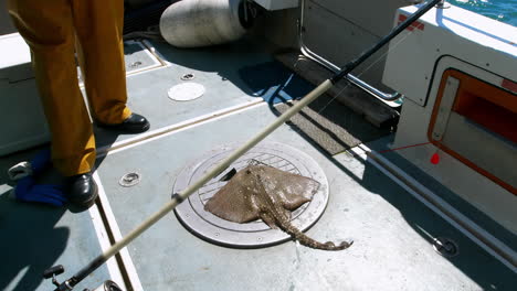 ray fish kept on boat