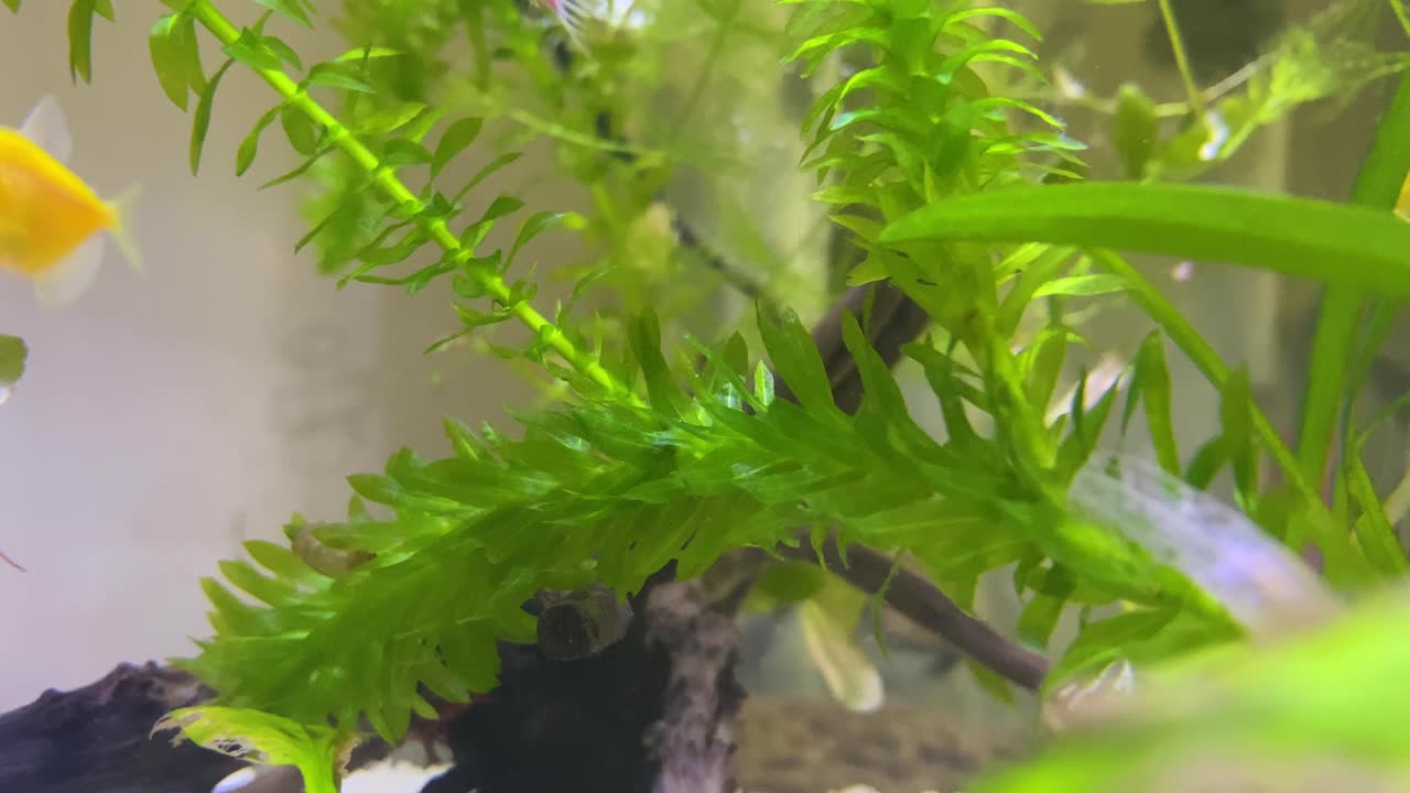 peces pequeños en el acuario doméstico