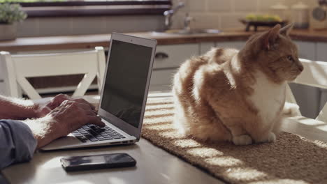 persona mayor trabajando en una computadora portátil con gato