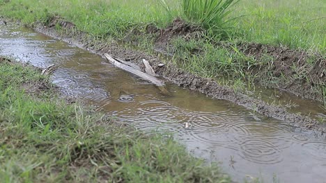 Lots-of-rain-on-crop-ground-on-farm