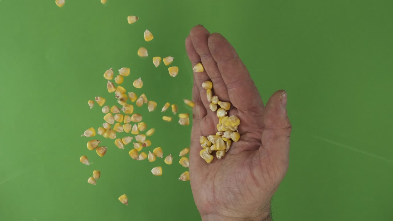 Farmer in the palm holds corn grains. Pile of grains from a hand fall down on a green background. Top view.