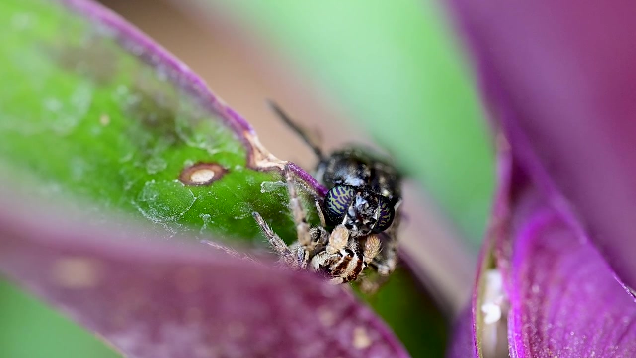 Piccolo ragno pantropicale che mostra un comportamento di caccia riuscito su foglie ornamentali viola da giardino all'aperto