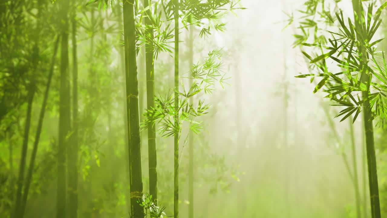Bamboo forest filled with mist and soft green light in the morning