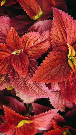 close-up of vibrant red and pink leaves