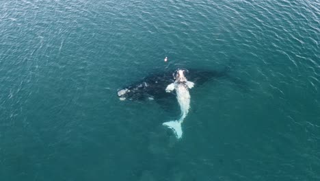 peacefull whale with a white calf resting at the calm surface, drone shot, slowmotion