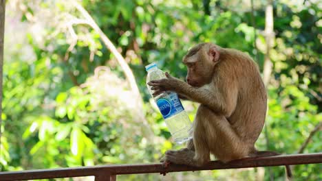 a southern pig-tailed macaque examines and drinks from a water bottle while sitting on a fence in a lush forest