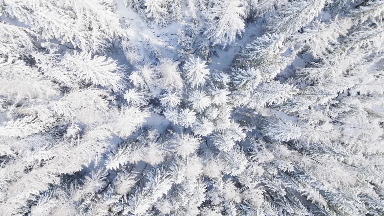 воздушный вид сверху вниз на холодные хвойные деревья, покрытые снегом в лесу в прекрасный солнечный зимний день