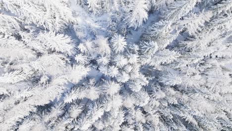 Vista-Aérea-De-Arriba-Hacia-Abajo-De-árboles-Coníferos-Helados-Cubiertos-De-Nieve-En-El-Bosque-En-Un-Hermoso-Y-Soleado-Día-De-Invierno