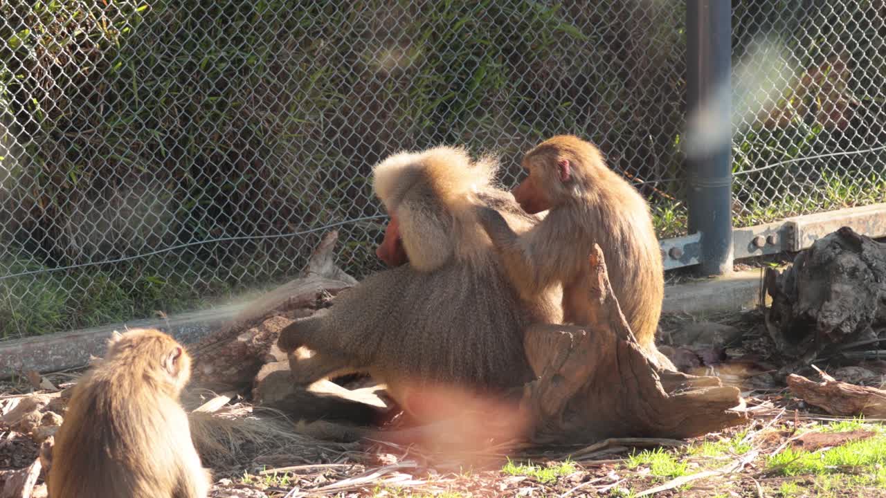 Monkeys grooming each other in a zoo enclosure