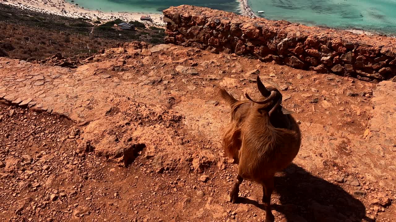 goat standing on rocky terrain overlooking Balos Lagoon in Crete Greece with turquoise waters