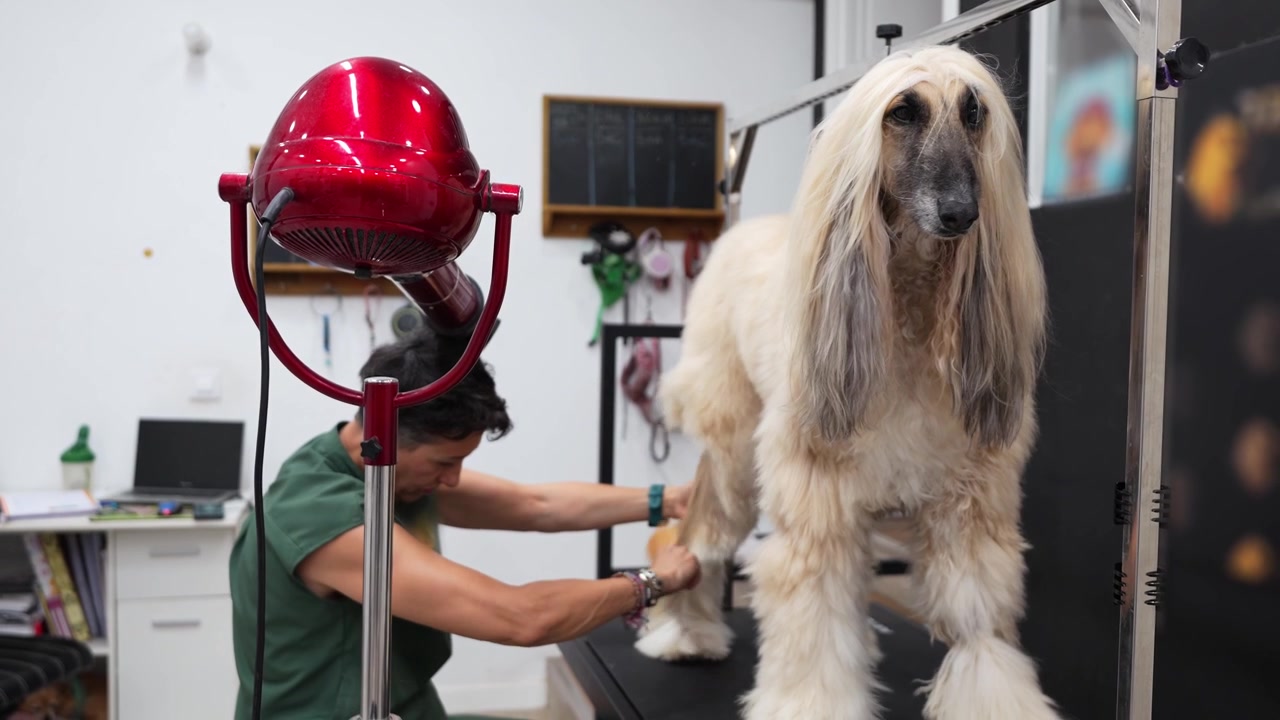 Professioneller Hundefriseur bürstet einen eleganten Afghanischen Windhund in einem Hundesalon