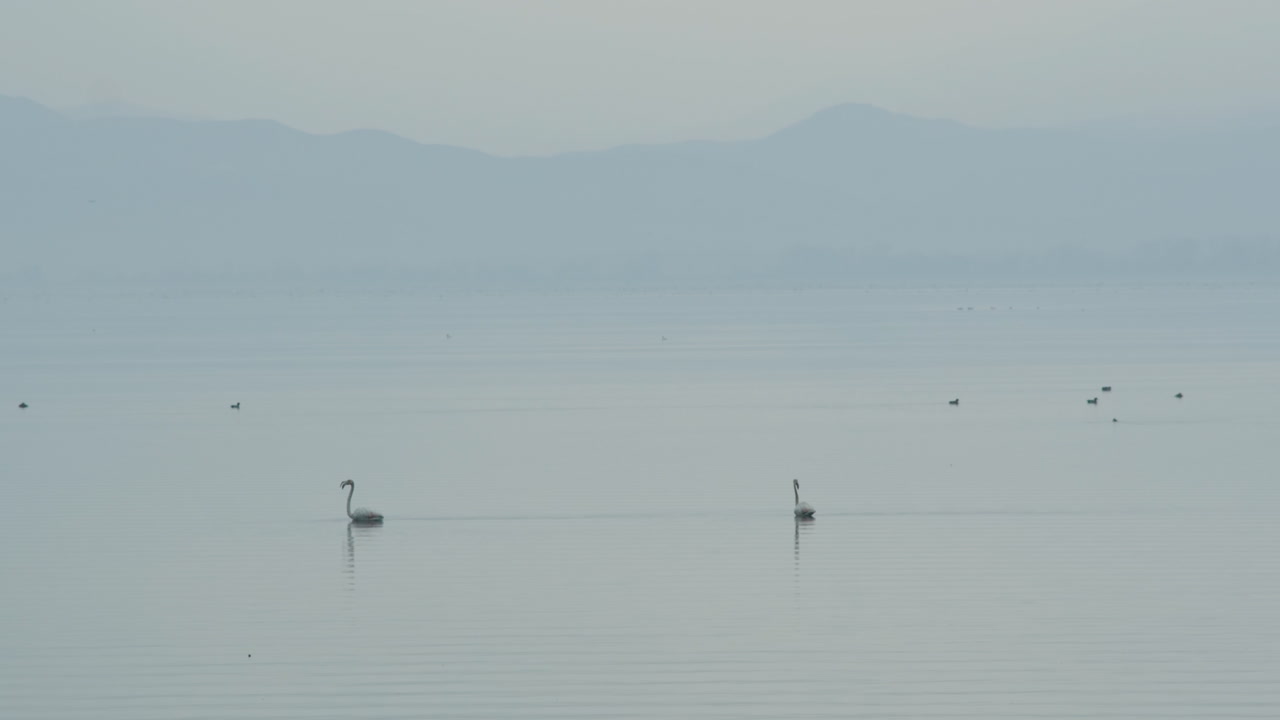 Couple of young flamingo at distance swim in shallow waters slow motion lake kerkini Greece