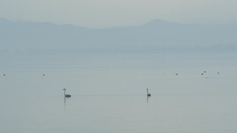 Couple-of-young-flamingo-at-distance-swim-in-shallow-waters-slow-motion-lake-kerkini-Greece