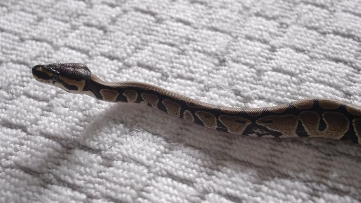 Snake moving around carpet