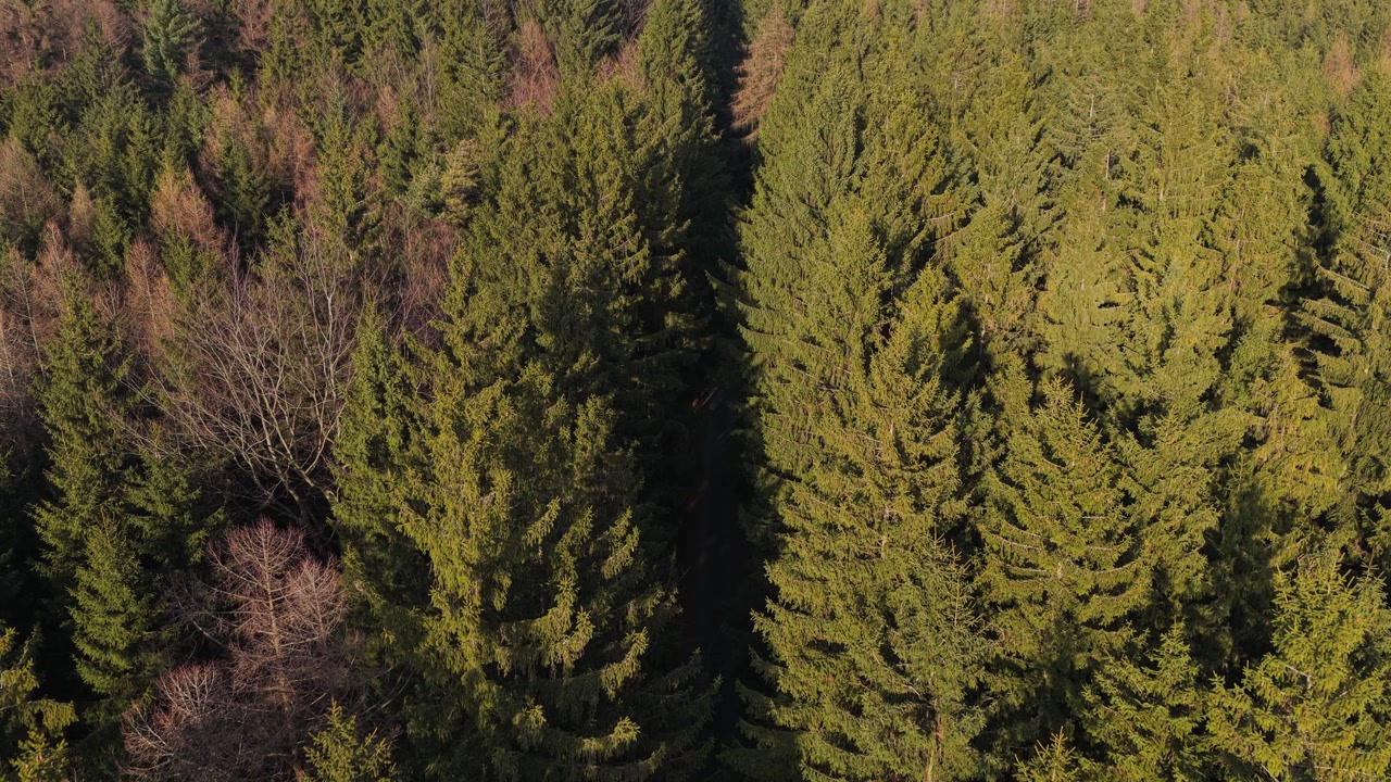 A coniferous forest, seen from the air, divided by a path. Sunset over the natural landscape