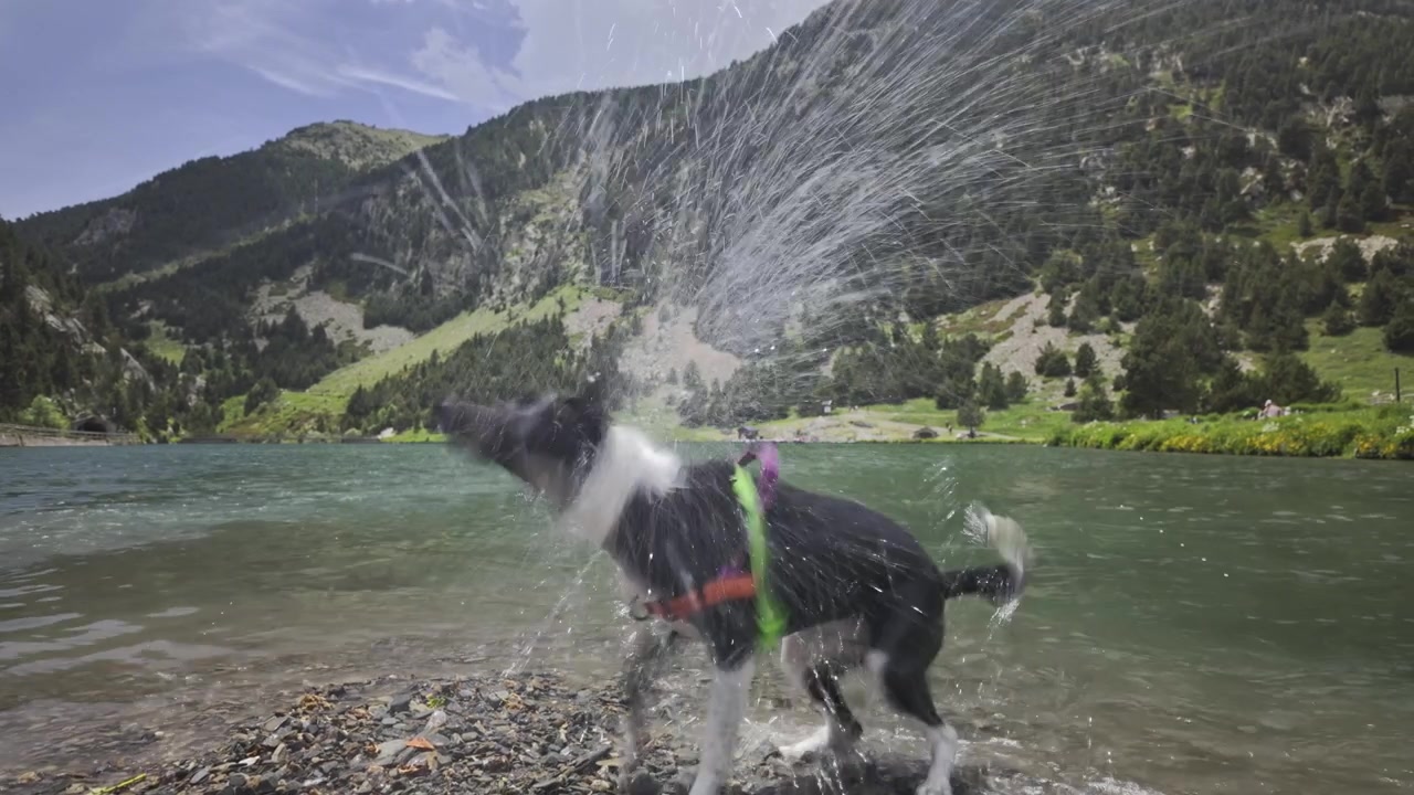 Cane giocoso bianco e nero che salta in acqua e nuota nel bacino di Nuria in Catalogna, poi esce e si scrolla l'acqua di dosso con uno splendido paesaggio montano sullo sfondo.