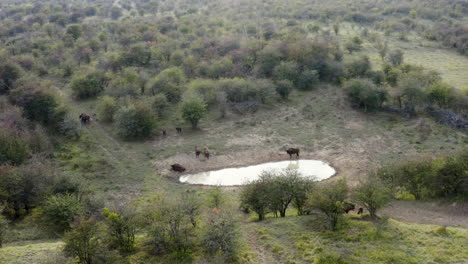 Europäische-Bison-Bonasus-Herde-Ruht-An-Einer-Steppenwasserstelle,-Tschechien