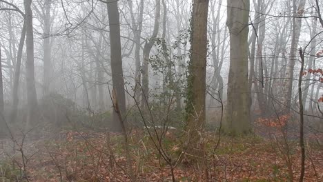 Moody-Battle-Woodland-árboles-Forestales-En-Un-Denso-Y-Espeso-Humo-Denso-Atmosférico-Brumoso