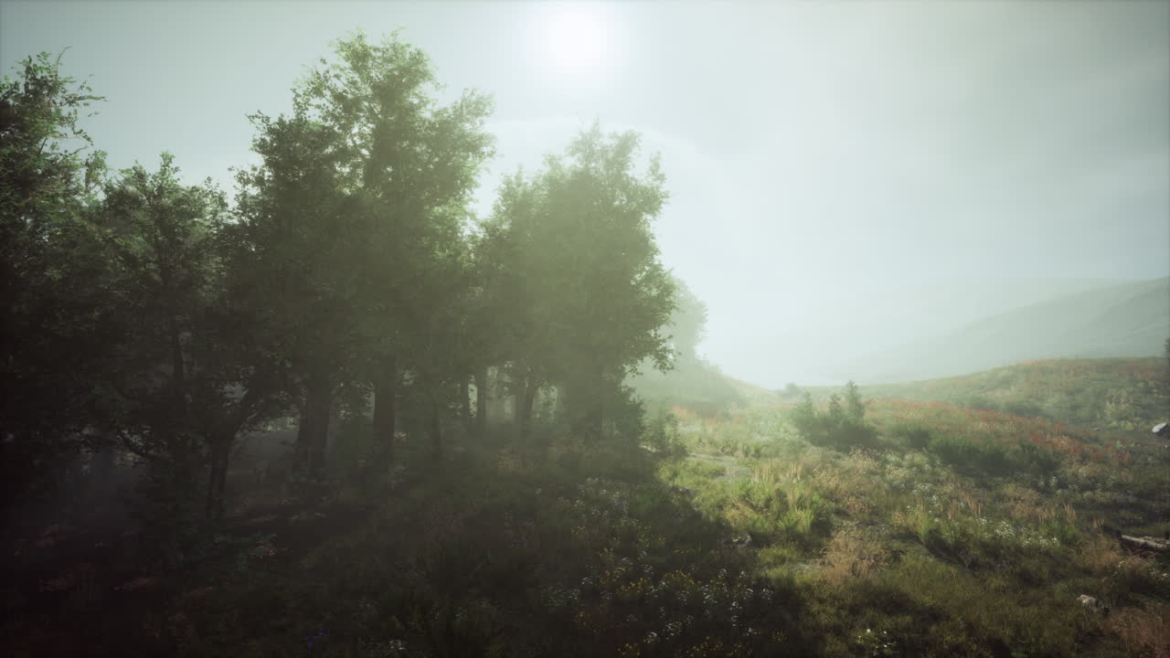 울창 한 식물 이 있는 안개 숲