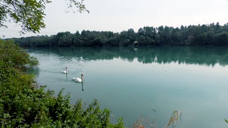 La-Pareja-De-Cisnes-Está-Nadando-En-Un-Río,-Una-Superficie-De-Agua-Tranquila-Y-Un-Bosque-A-Orillas-Del-Río