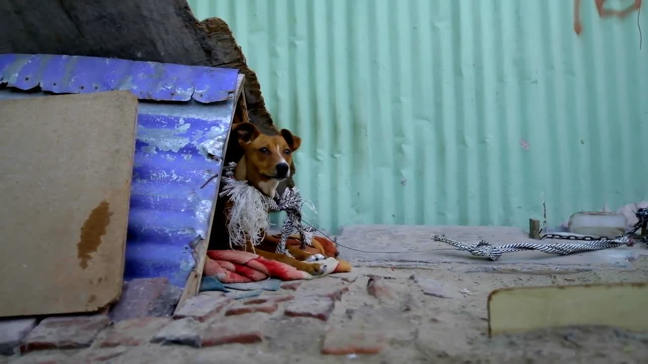 perro en la calle casa de mascotas 4k