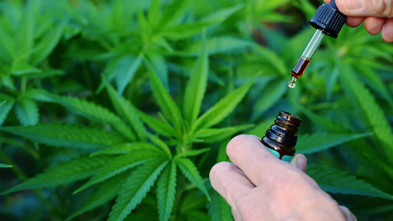 성장하는 대마초 식물 앞에서 물방울에 cbd 대마유를 떨어뜨리는 남성